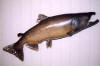 lure1